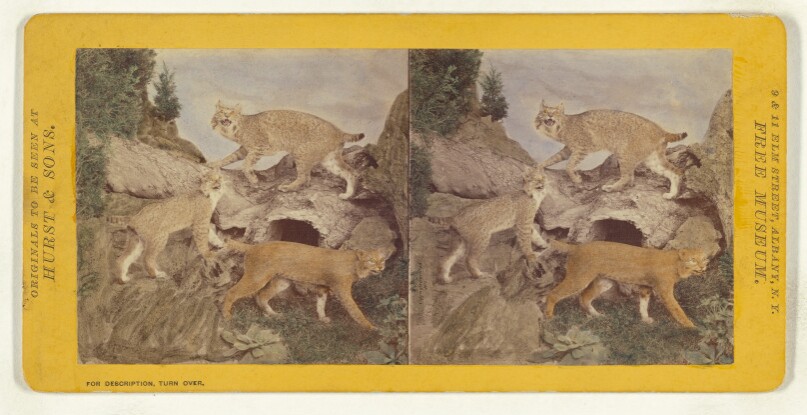 Class I, Order III, Carnivora. Family Felidae. Wild Cat or Bay Lynx...