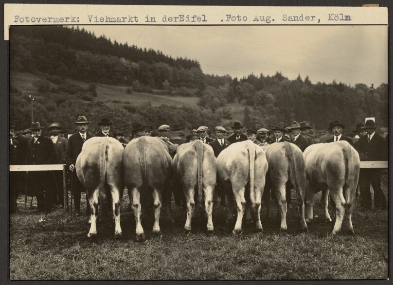 Cattle market in the Eifel region (Viehmarkt in der Eifel).