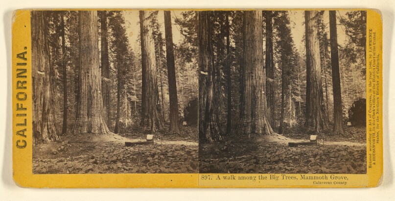 A walk among the Big Trees, Mammoth Grove, Calaveras County.