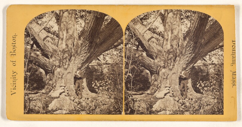 Old Chestnut Tree, Oak Dale, 32 feet in circumference. Dedham, Mass.