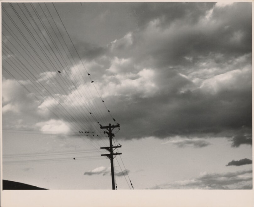 Looking up at Telephone Wires and Birds
