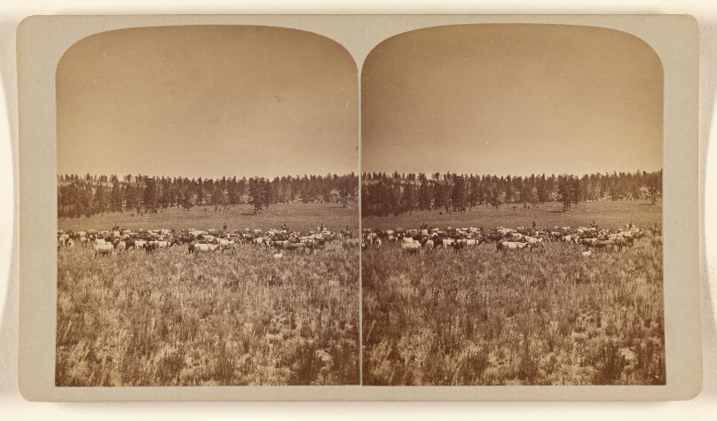 [Elwell's Ranch Park Co. Colorado, July 1876. Round up Scene.]