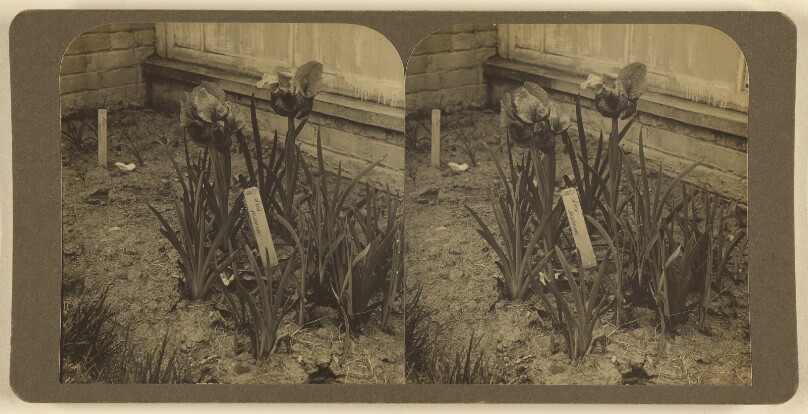 [Iris]