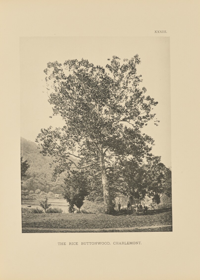 The Rice Buttonwood, Charlemont