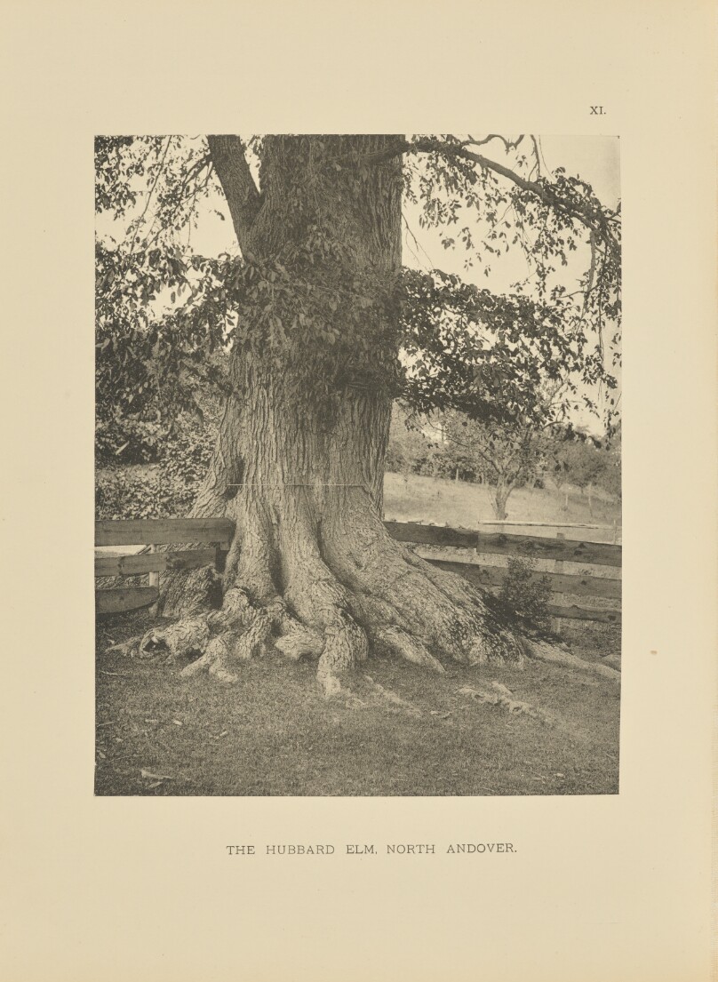 The Hubbard Elm, North Andover