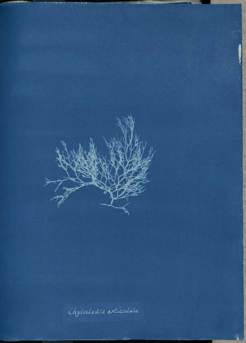 Chylocladia articulata.