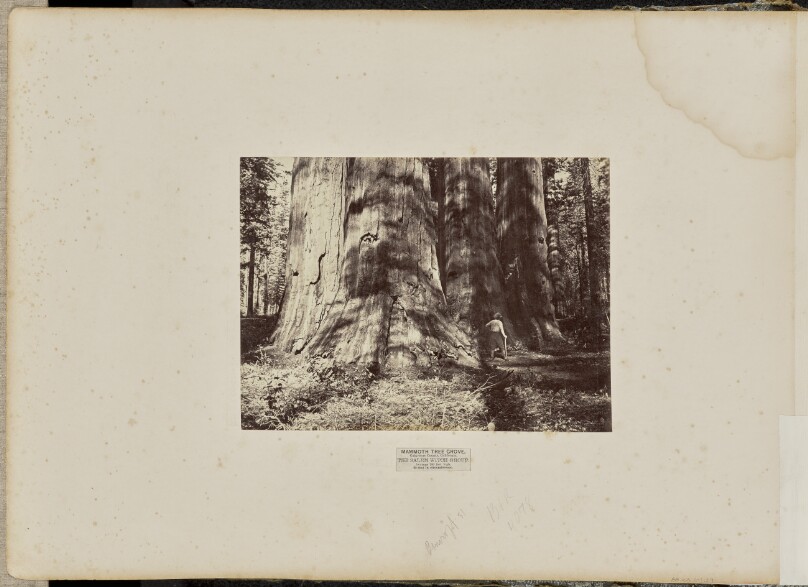 Mammoth Tree Grove, Calaveras County, California. The Salem Witch Group. Average 300 Feet High, 65 Feet in Circumference