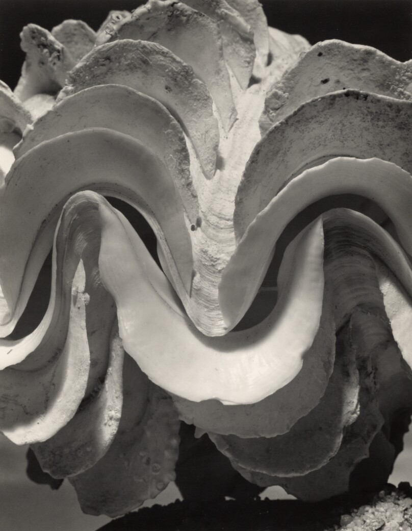 Fluted Giant Clam Shell, tridacno maximus Röding [Shell Detail (wavy edge)]