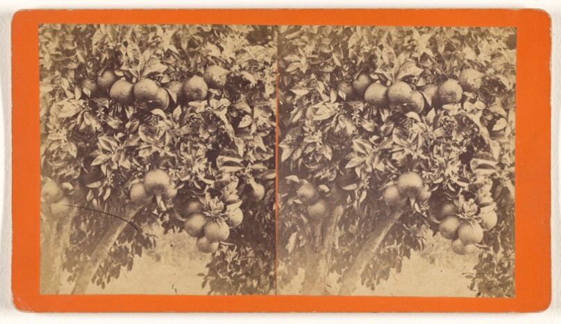 [Oranges.]