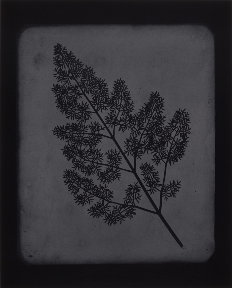 A Stem of Delicate Leaves of an Umbrellifer, circa 1843 - 1846