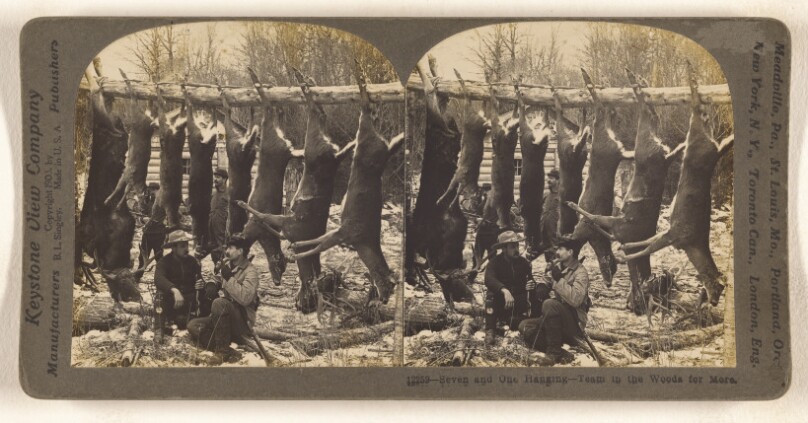 Seven and One Hanging - Team in the Woods for More.