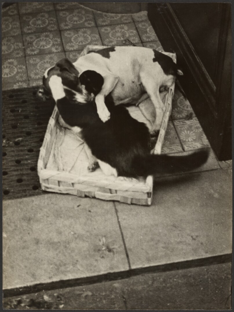[Dog and Cat Series, 6]
