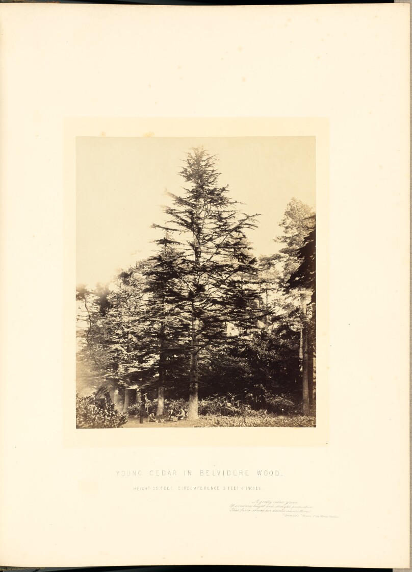 Young Cedar in Belvidere Wood