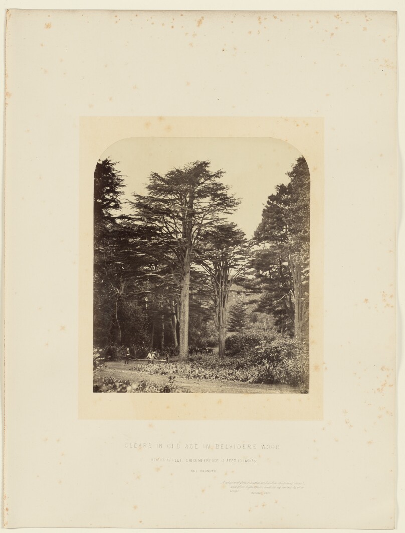 Cedars in Old Age in Belvidere Wood