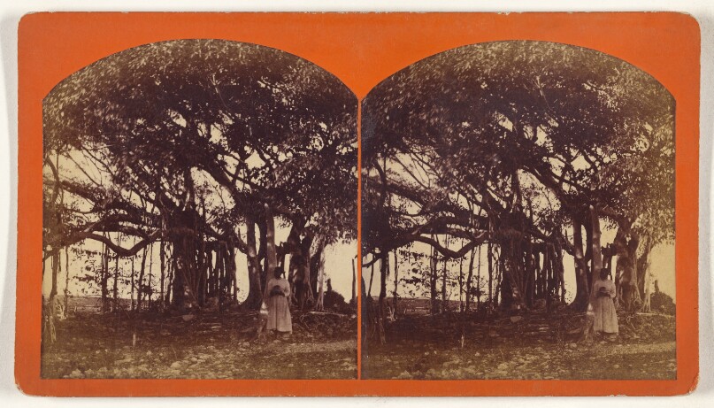 [Banyan Tree]