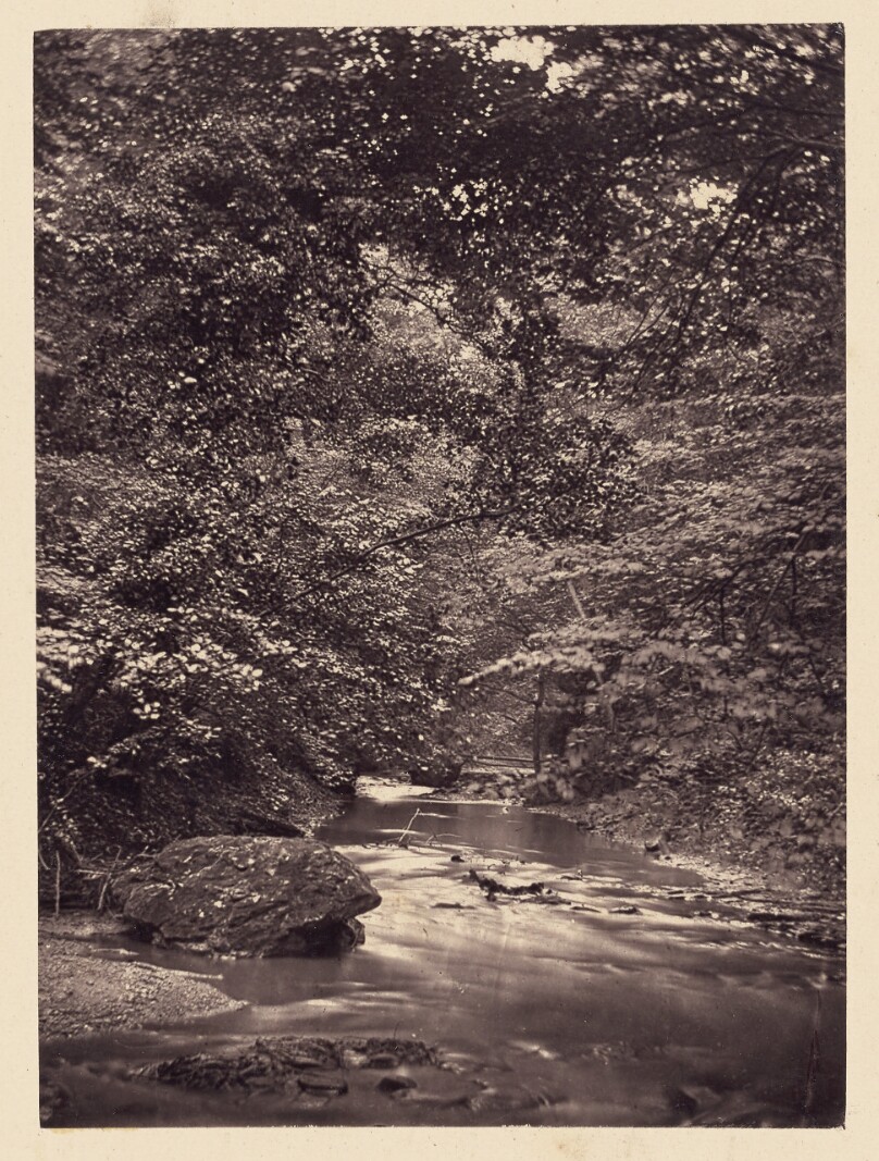 [Forest stream]