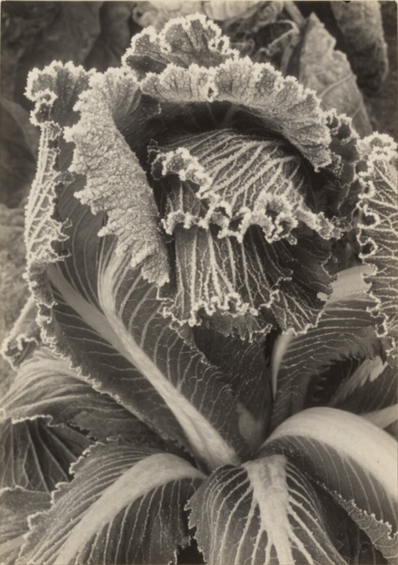 [Plant Study]