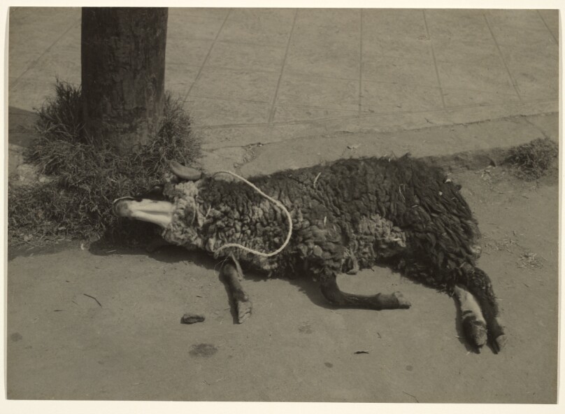 For the Sheep's Wool/[Por La Lana y Por Borrego]