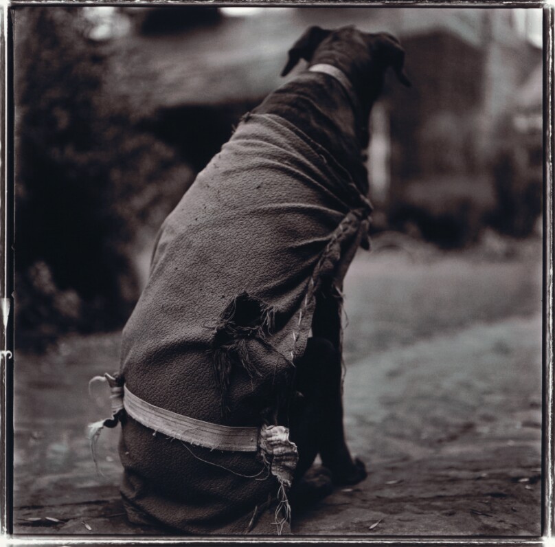 Caped Dog