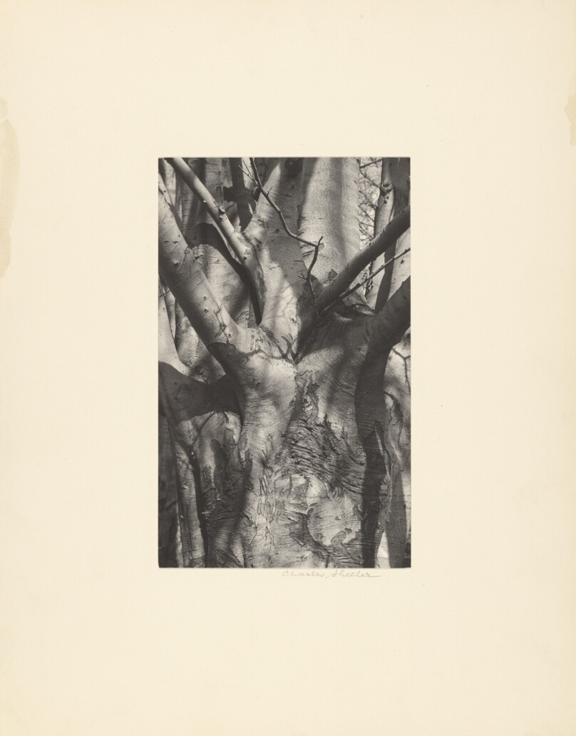 [Copper Beech]