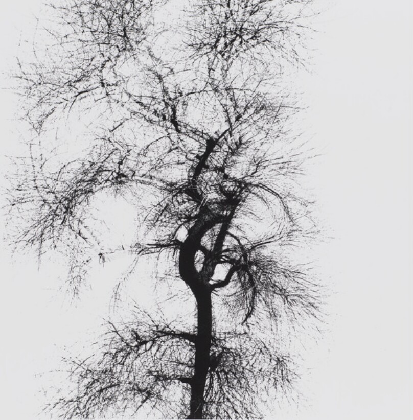 Multiple Exposure Tree, Chicago