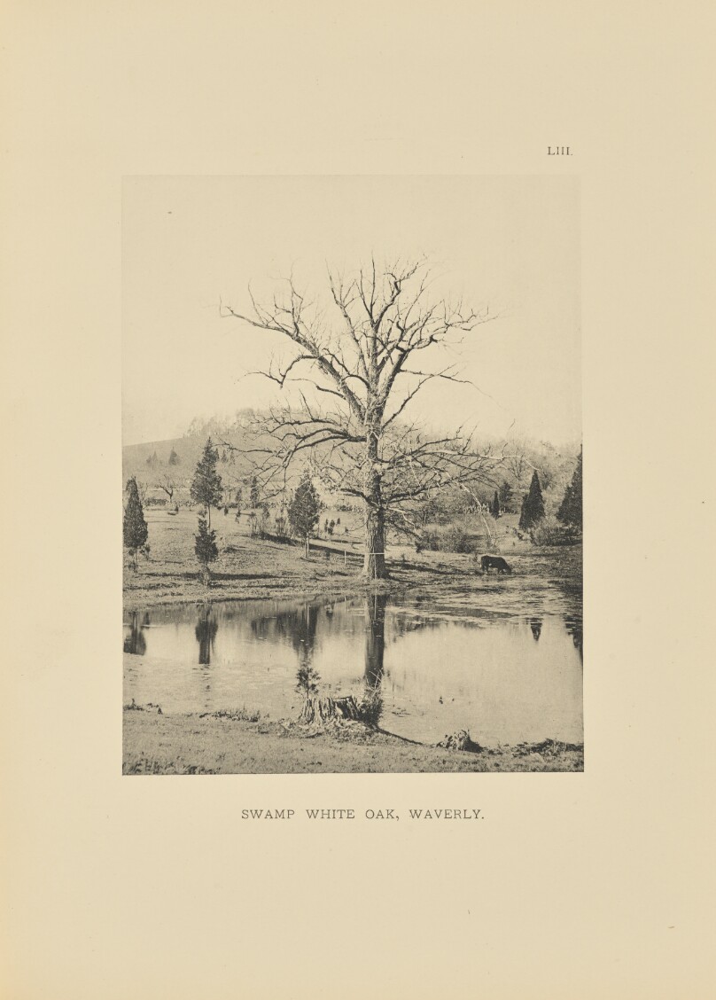 Swamp White Oak, Waverly