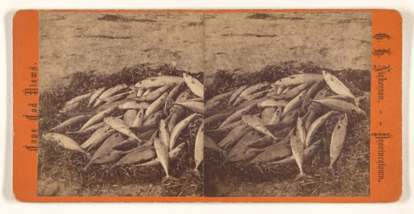 Mackerel
