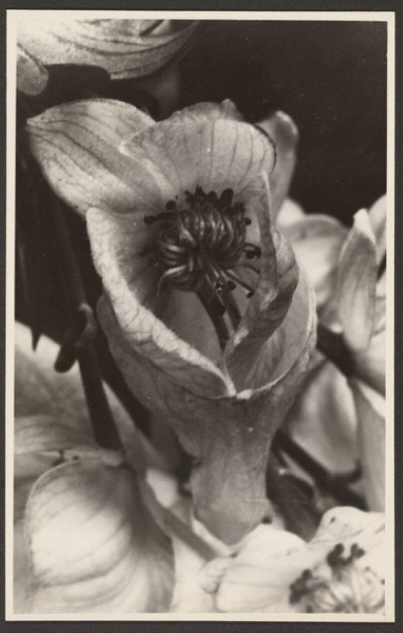 [Flower bud]