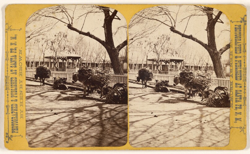 [Burros laden with corn-fodder & wood]