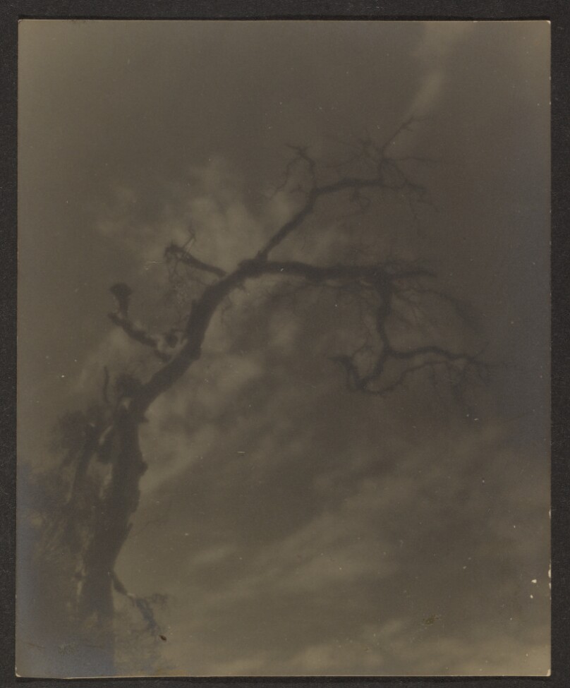 [Gnarled Tree]