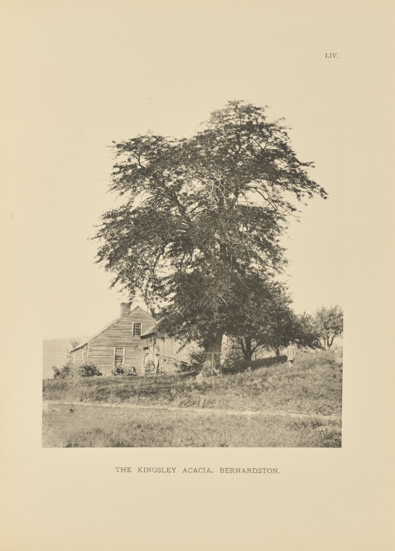 The Kingsley Acacia, Bernardston