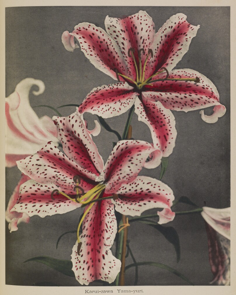 Lily