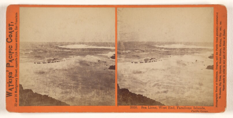 Sea Lions, West End, Farallone [sic] Islands, Pacific Ocean.