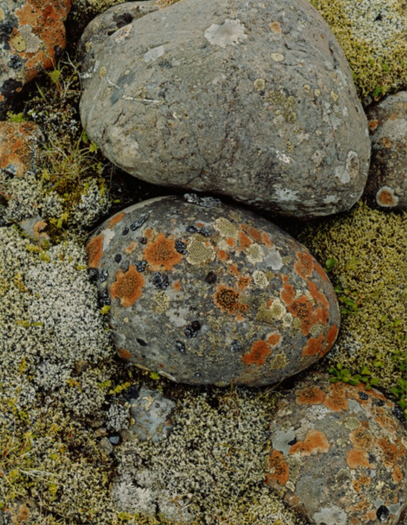Lichen on Round Stones near Flaajokull, South Coast, Iceland