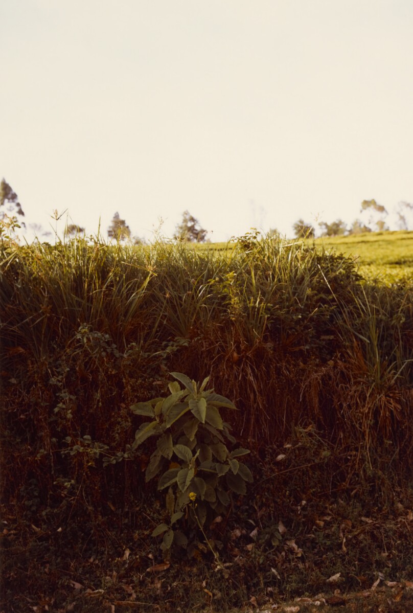 [Landscape]