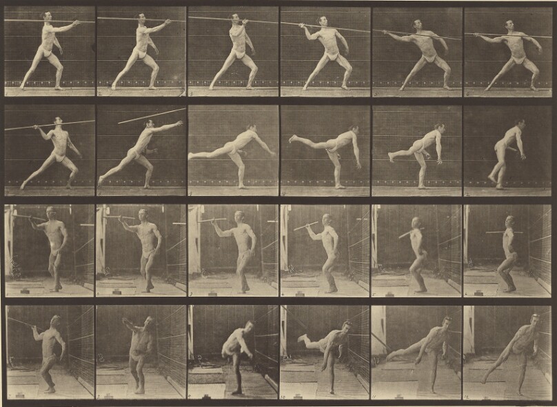 Animal Locomotion