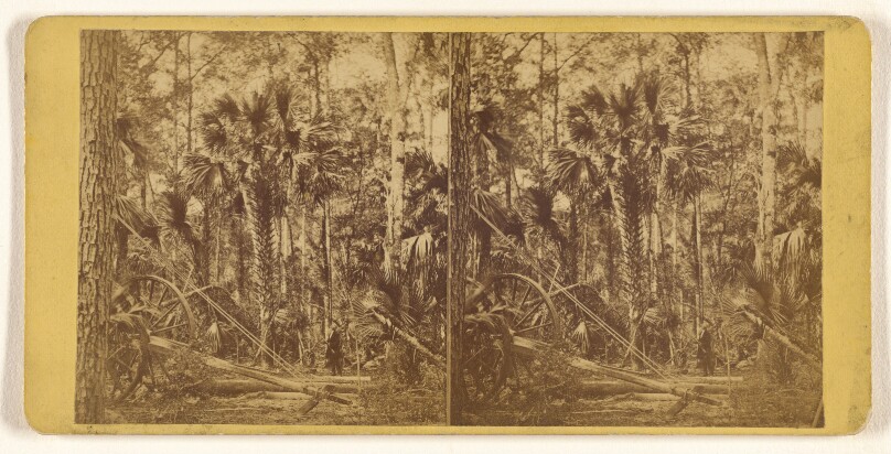St. John's River and its Tributaries. - Palmettoes in the depth of a Florida forest.