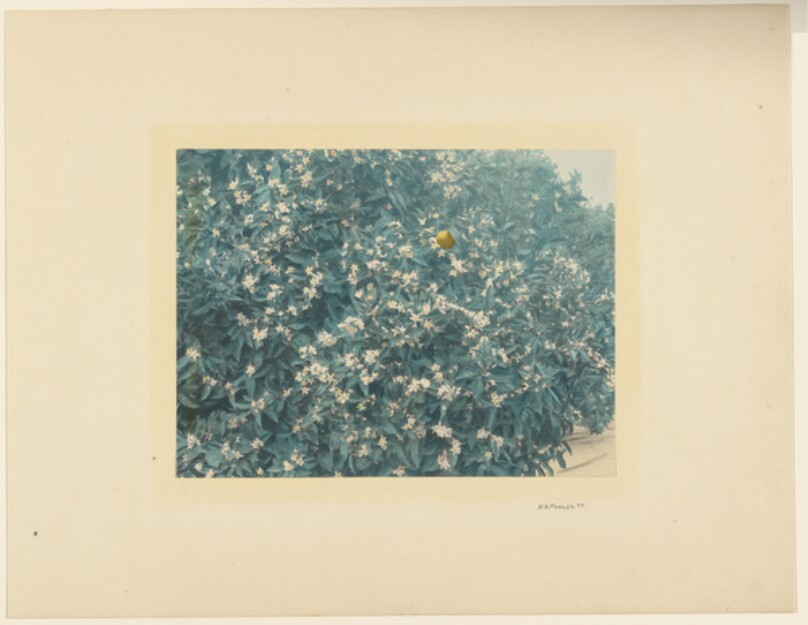 [Orange Tree in Full Bloom]