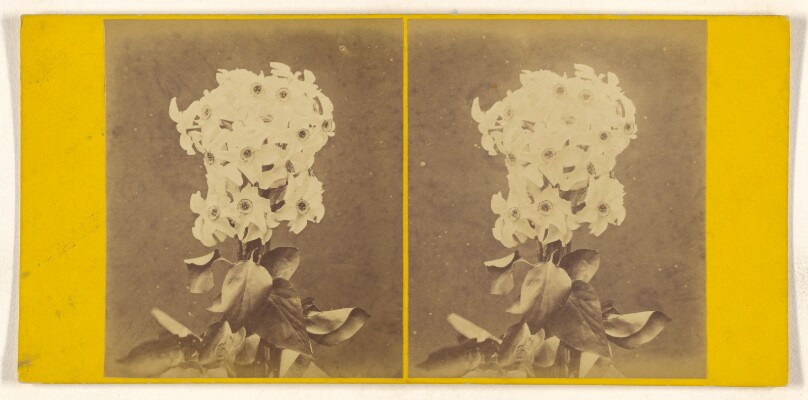 [Flower arrangement]