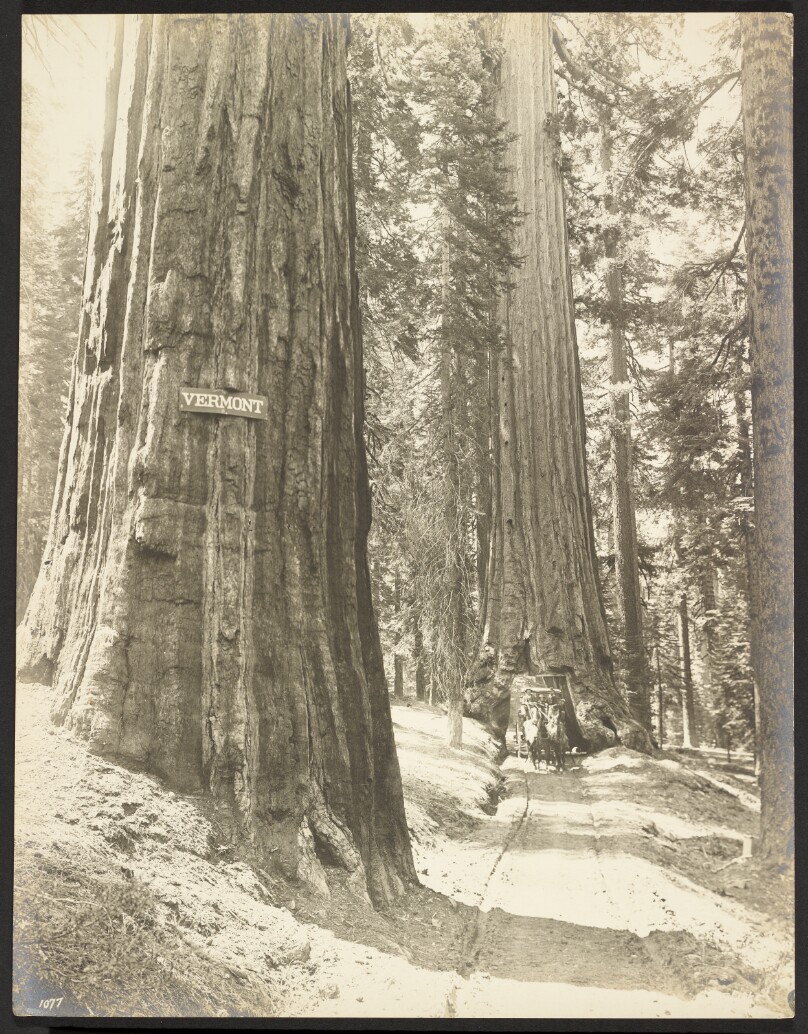 Drive thro' the Wawona, Mariposa Grove. Diameter 24 ft.