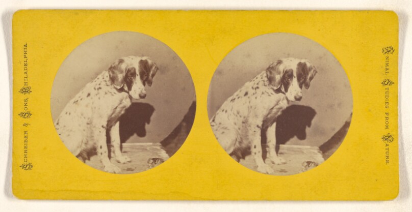 [Dog]