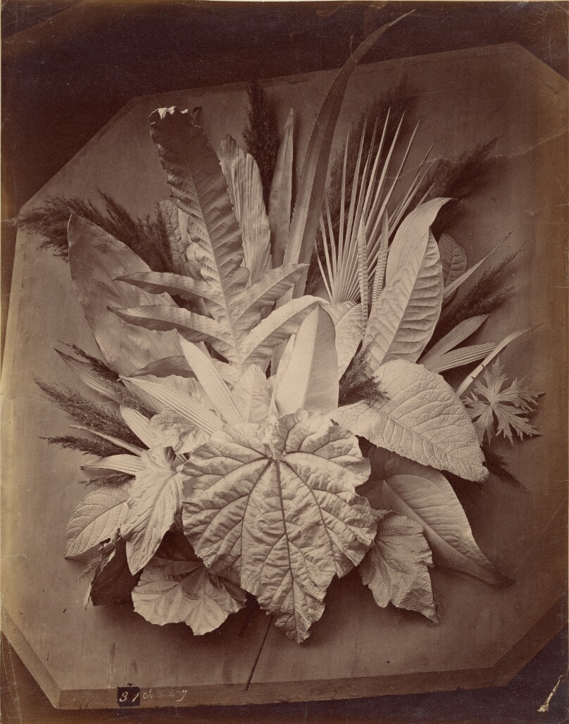 [Leaf arrangement]