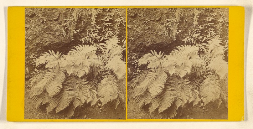 A Study of Ferns.