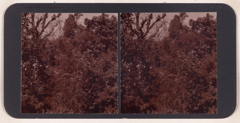 [Trees] (recto); [Church] (verso)