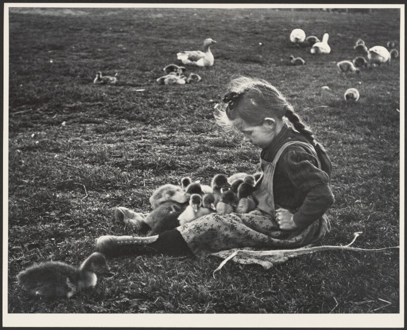 Baby Geese, Esztergom