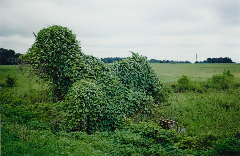 Landscape with Kudzu and Watering Trough, near Greensboro, Alabama