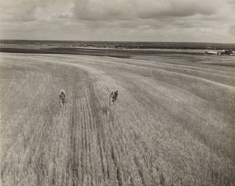 Wheat field at experimental station working on erosion problem. Woodward, OK