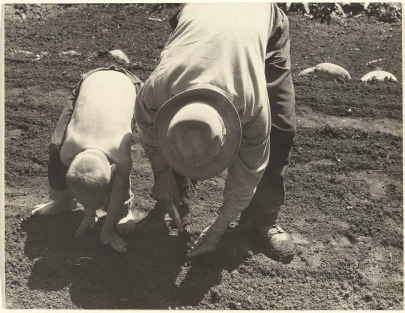 The Gardener, Mr. Fujimoto and Gregor Dixon, Planting Vegetables, Berkeley, California