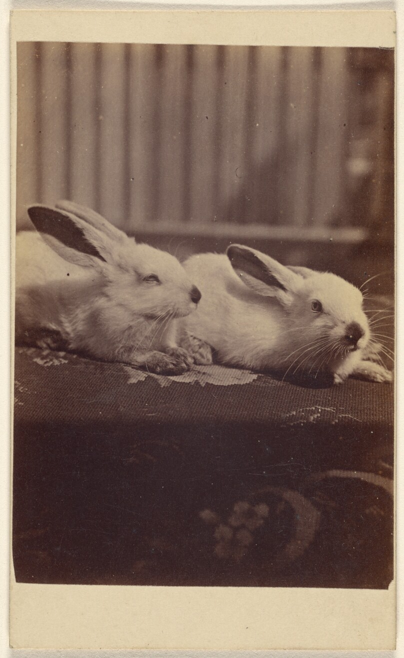 [Two rabbits on a cushion]