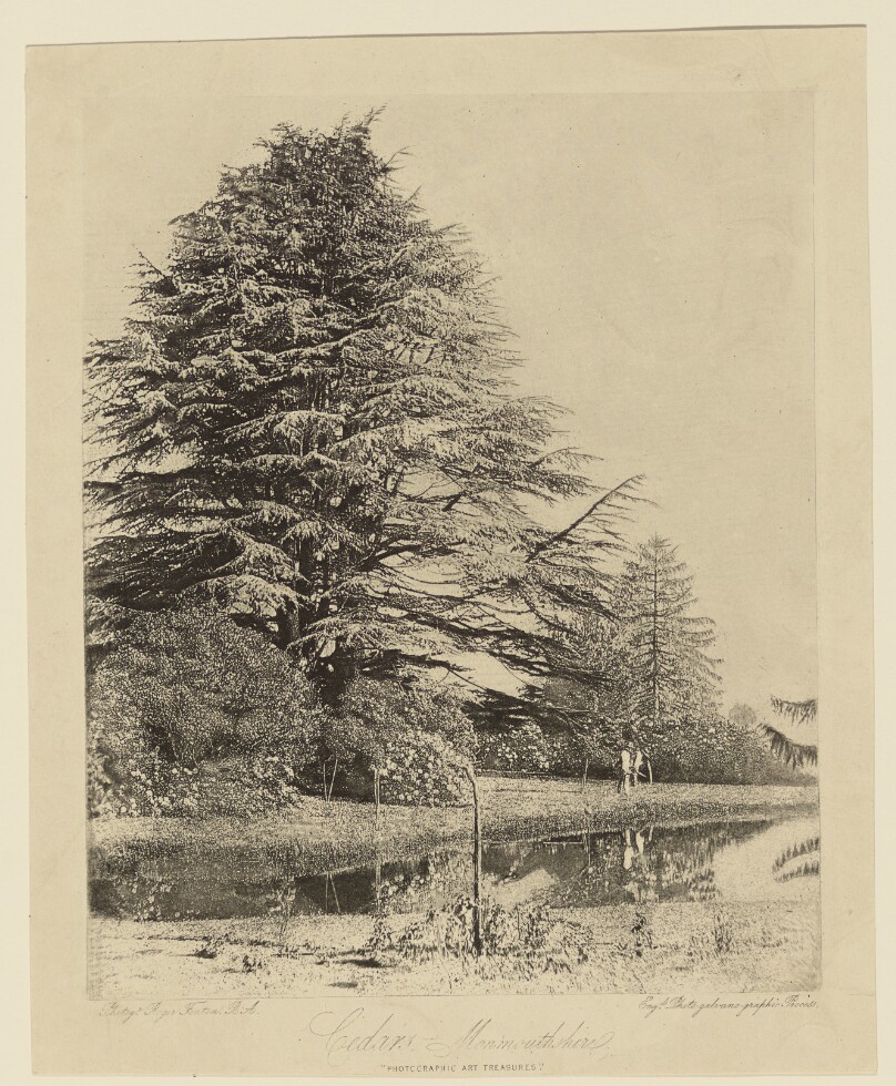 Cedars, Monmouthshire